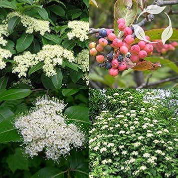 Flower Seeds, Seeds,Seeds For Planting,Plant Seeds