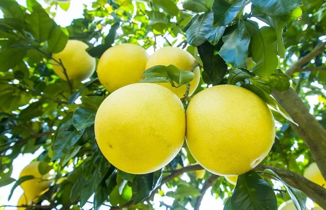 Yellow Pomelo Fruit Seeds for Planting – Heirloom, Non-GMO Large Juicy Citrus Garden Seeds