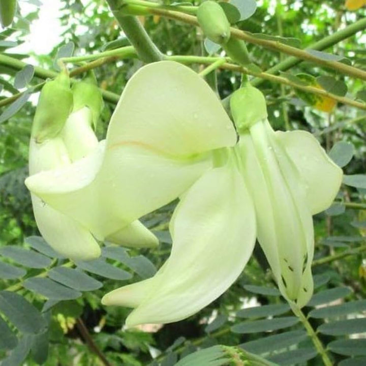 Heron Flower Seeds for Planting – Heirloom Non-GMO, High Germination Organic Garden Seeds, Long Bloom Season