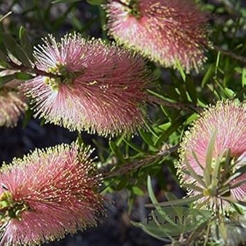 Flower Seeds, Seeds,Seeds For Planting,Plant Seeds