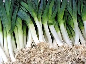 Leek American Flag Seeds – Heirloom, Non-GMO, Mild-Sweet Flavor