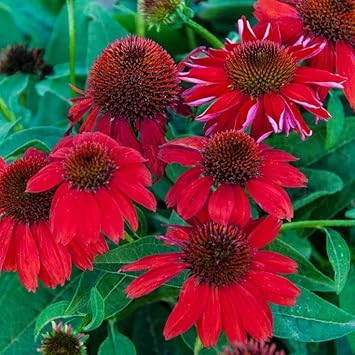 Flower Seeds, Seeds,Seeds For Planting,Plant Seeds