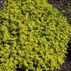 Flower Seeds, Seeds,Seeds For Planting,Plant Seeds
