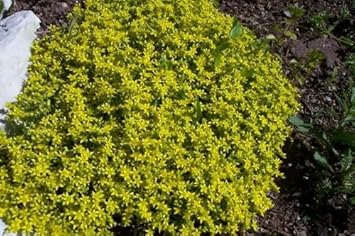 Flower Seeds, Seeds,Seeds For Planting,Plant Seeds