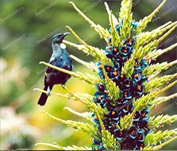 Flower Seeds, Seeds,Seeds For Planting,Plant Seeds