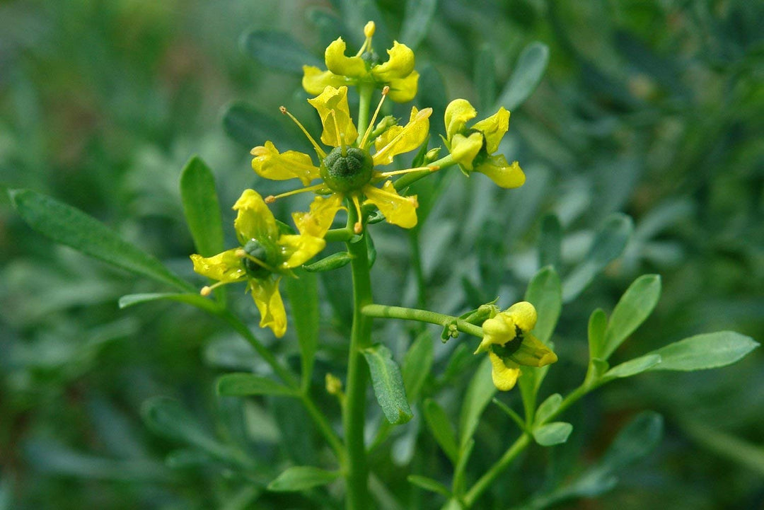 Red Ruta Plant Ruta Herb seeds – Heirloom, Non-GMO seeds for Planting in Home Garden ...