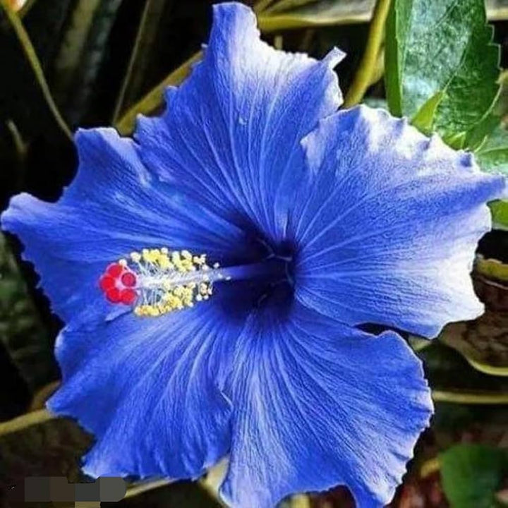 Blue Hibiscus Flower seeds for Planting – Bright Blossoms, Heirloom, Non-GMO, High Germination Seeds