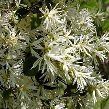 Flower Seeds, Seeds,Seeds For Planting,Plant Seeds