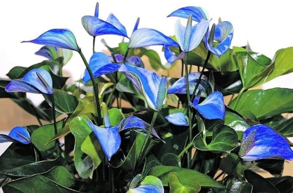 Sky Blue Pink Anthurium Flower Seeds for Planting – Heirloom, Non-GMO, High Germination Organic Garden Seeds