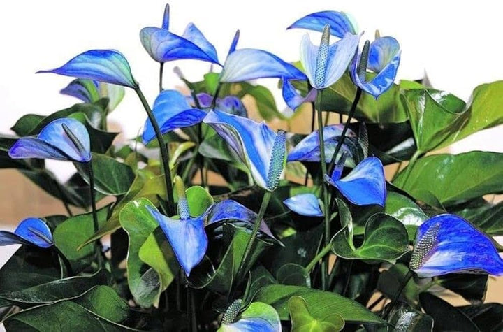 Sky Blue Pink Anthurium Flower Seeds for Planting – Heirloom, Non-GMO, High Germination Organic Garden Seeds