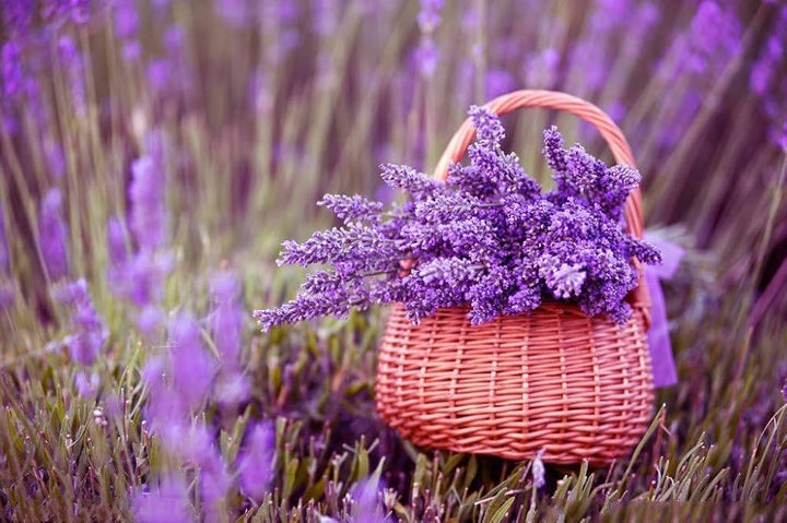 Mixed Provence Lavender Flower Seeds for Planting – Heirloom Non-GMO High Germination Organic Garden Seeds