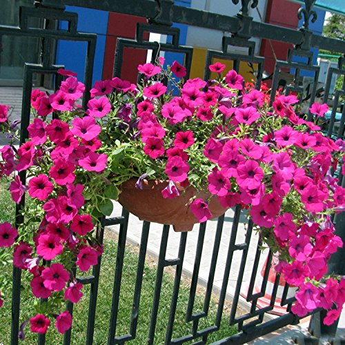 Dark Pink Hanging Petunia Seeds for Planting – Heirloom, Non-GMO, High Germination Garden Seeds