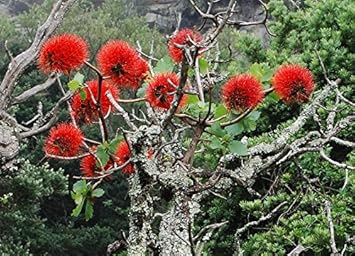 Red Greyia Sutherlandii Flower Seeds for Planting | Heirloom, Non-GMO, High Germination Organic Garden Seeds for Exotic Blooms