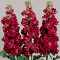 Matthiola Incana Flower Seeds for Planting | Heirloom Non-GMO High Germination Seeds