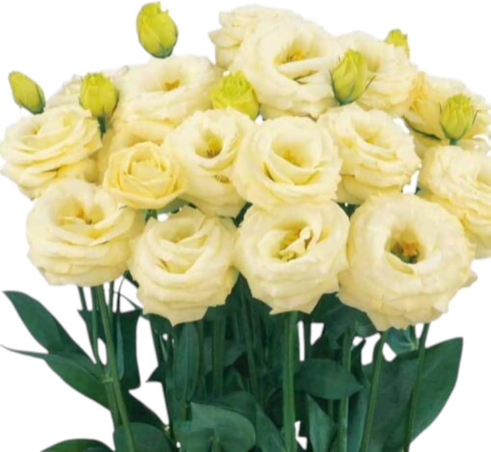 Light Yellow Eustoma Lisianthus Flower Seeds for Planting – Heirloom, Non-GMO, High Germination Organic Garden Seeds
