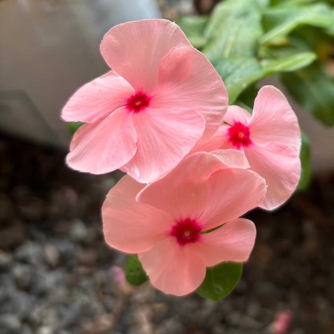 Titan Apricot Rosea Periwinkle Vinca Seeds for Planting – Heirloom, Non-GMO, High Germination