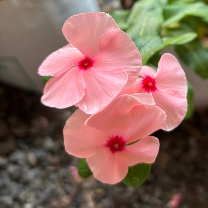 Titan Apricot Rosea Periwinkle Vinca Seeds for Planting – Heirloom, Non-GMO, High Germination