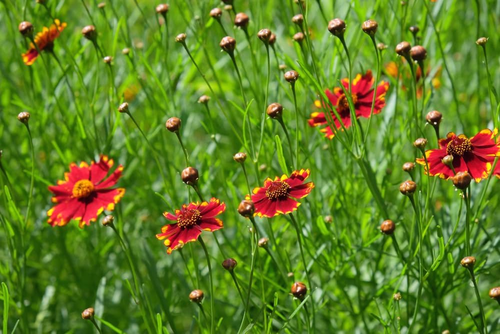 Red Coreopsis Flower seeds for Planting - Easy to Grow, Heirloom & GMO Free Seeds for Home Garden