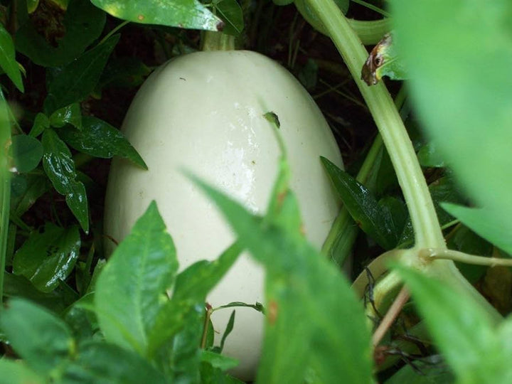 White Nest Egg Gourd Vegetable Seeds for Planting – Heirloom & Non-GMO Seeds for Decorative Craft Gourds