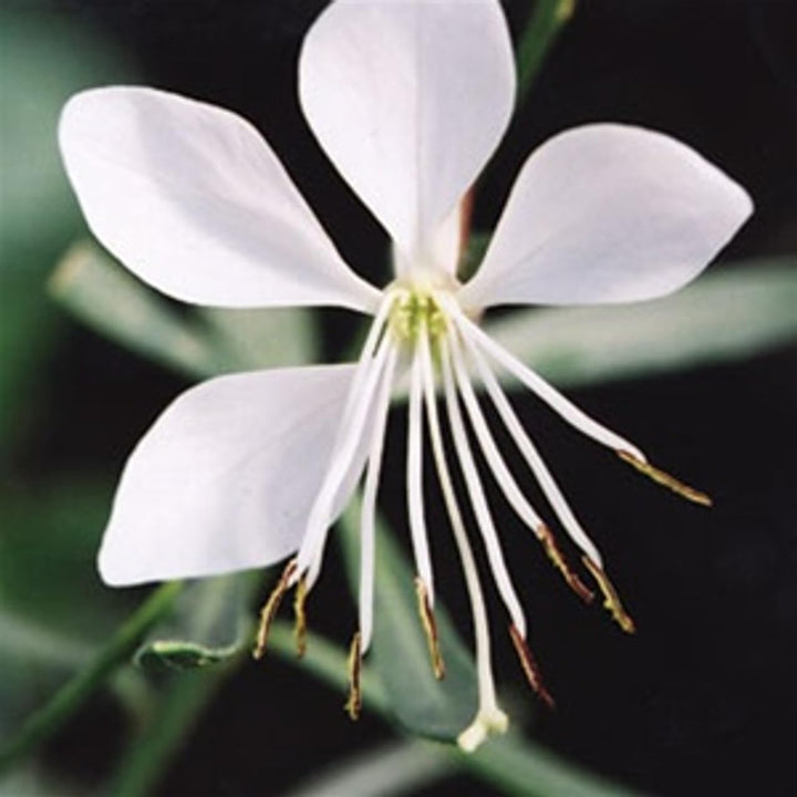 Flower Seeds, Seeds,Seeds For Planting,Plant Seeds