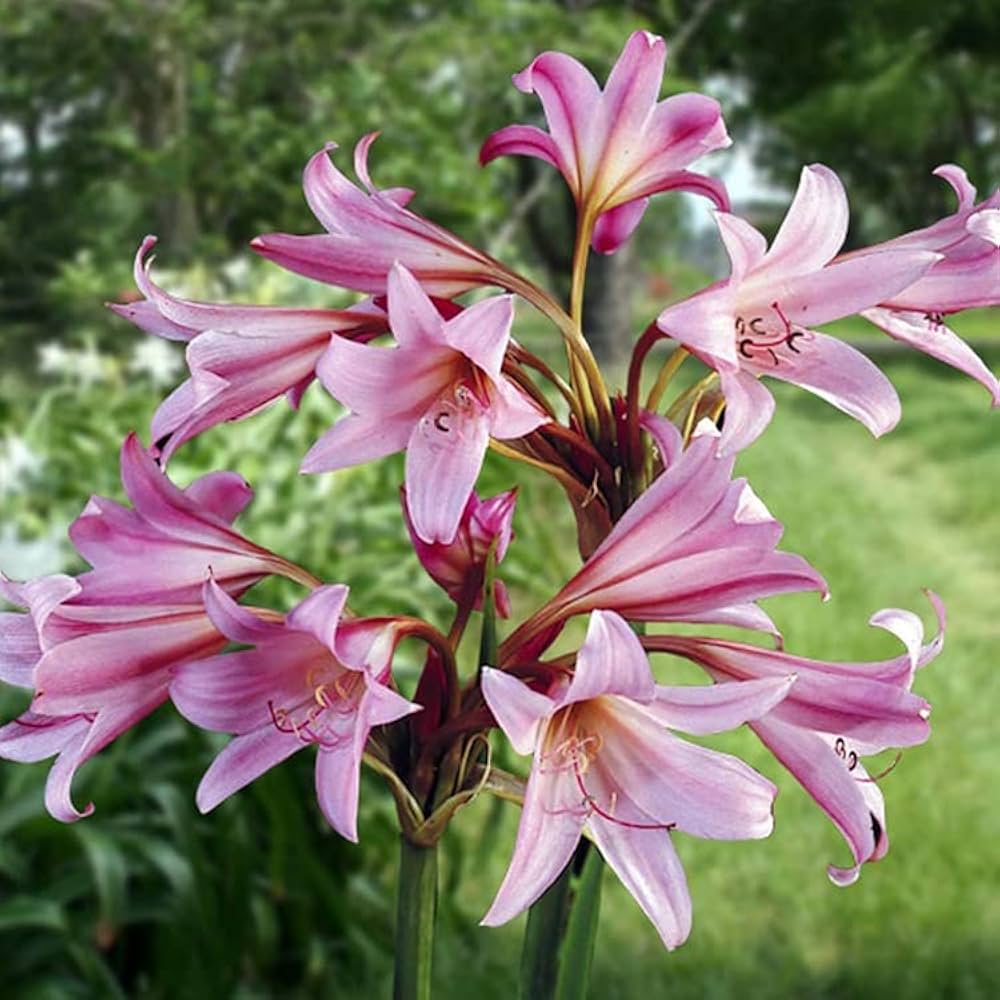 Mixed Crinum Flower Seeds for Planting – Heirloom, Non-GMO, High Germination Organic Garden Seeds