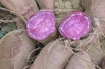 Vegetable Seeds,Garden seeds, Seeds For Planting,Plant Seeds