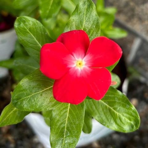 Flower Seeds, Seeds,Seeds For Planting,Plant Seeds