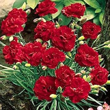 Flower Seeds, Seeds,Seeds For Planting,Plant Seeds