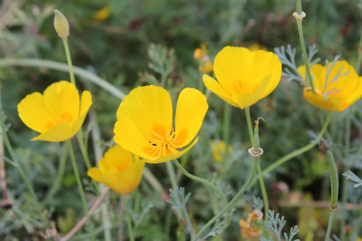 Flower Seeds, Seeds,Seeds For Planting,Plant Seeds
