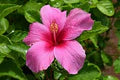 Hibiscus Rosa-Sinensis Flower Seeds for Planting – Heirloom, Non-GMO, Pollinator-Friendly Garden Seeds