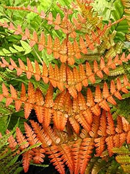 Flower Seeds, Seeds,Seeds For Planting,Plant Seeds