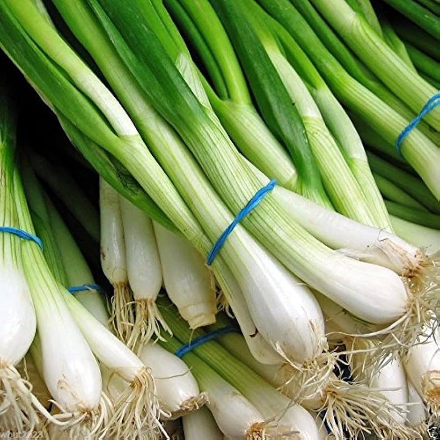 Heirloom Non-GMO Green Spring Onion (Scallion) Vegetable Seeds for Planting – High-Yield Seeds