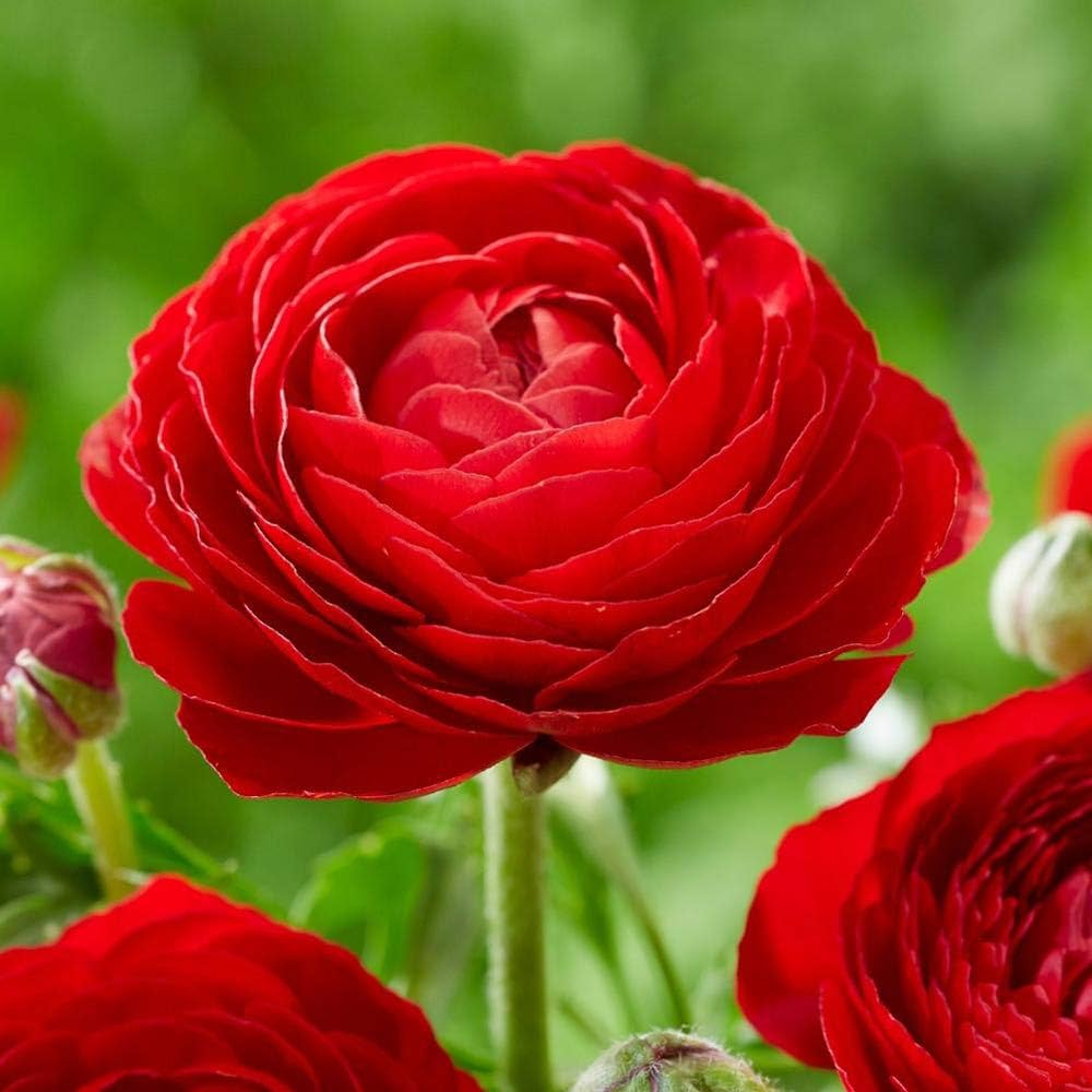 Red Ranunculus Asiaticus Flower Seeds – Heirloom, Non-GMO, High Germination Seeds for Planting