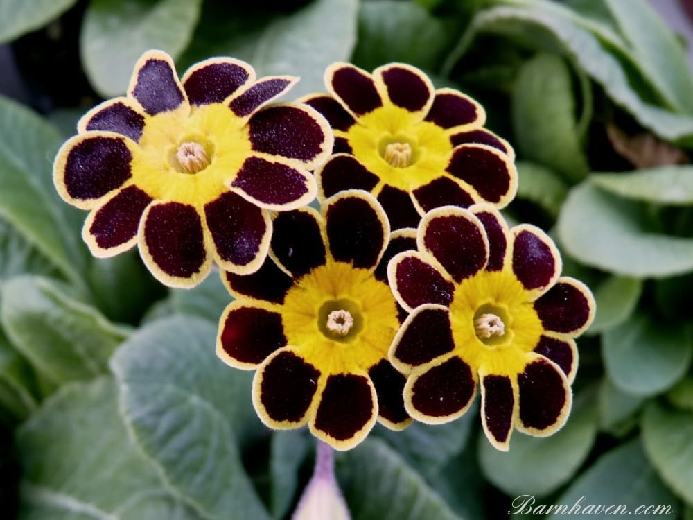 Flower Seeds, Seeds,Seeds For Planting,Plant Seeds