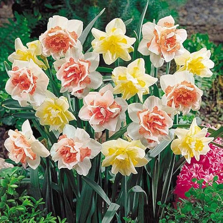 Double Narcissus Flower Seeds for Planting Mixed Colors – Cut Flower Favorite, Heirloom, Non-GMO, High Germination Organic Garden Seeds