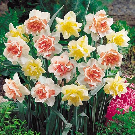 Double Mixed Petals Narcissus Daffodil Flower Seeds for Planting – Heirloom, Non-GMO, Hardy, High Germination