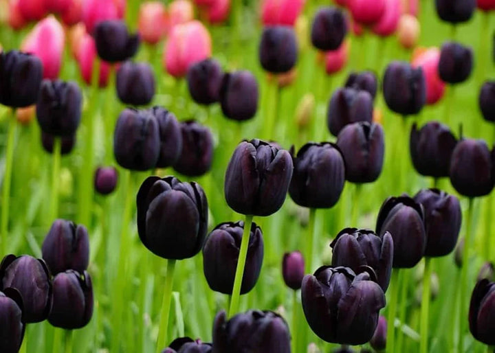 Black Tulip Flower Seeds for Planting Heirloom Non-GMO High Germination Organic Garden Seeds