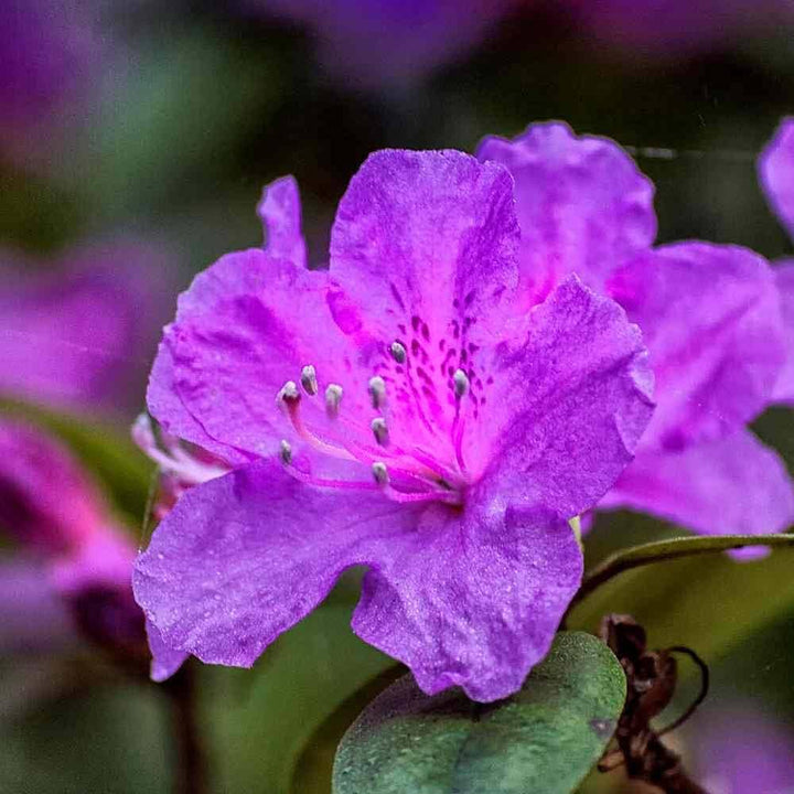 Purple Azaleas Flower Seeds for Planting – Heirloom Non-GMO, High Germination Organic Garden Seeds
