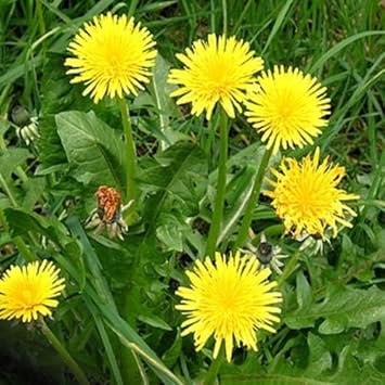 Flower Seeds, Seeds,Seeds For Planting,Plant Seeds