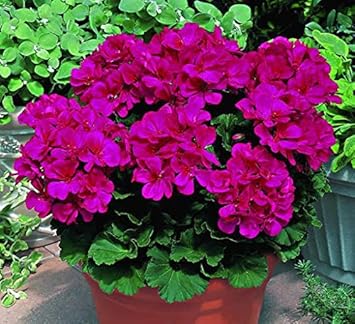 Flower Seeds, Seeds,Seeds For Planting,Plant Seeds