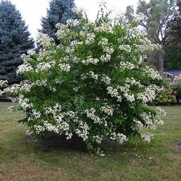 Flower Seeds, Seeds,Seeds For Planting,Plant Seeds