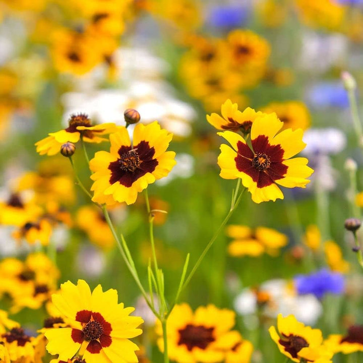 Calliopsis Flower Seeds for Planting – Heirloom Non-GMO, High Germination Organic Garden Seeds