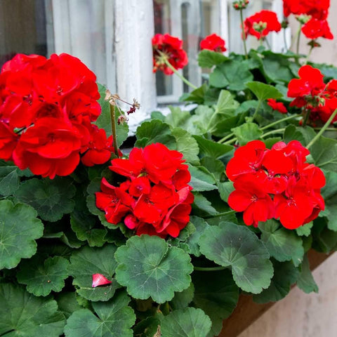 Flower Seeds, Seeds,Seeds For Planting,Plant Seeds