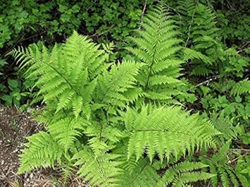 Flower Seeds, Seeds,Seeds For Planting,Plant Seeds