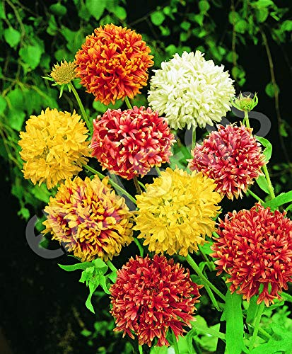 Mixed Gaillardia Blanket Flower seeds for Planting - Garden Favorite, Heirloom & GMO Free Seeds for Home Garden