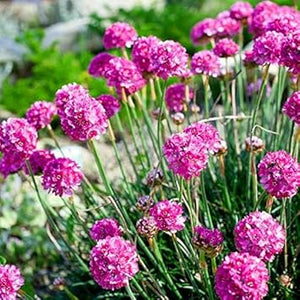 Flower Seeds, Seeds,Seeds For Planting,Plant Seeds