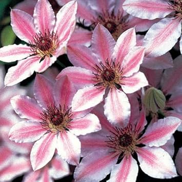 Flower Seeds, Seeds,Seeds For Planting,Plant Seeds