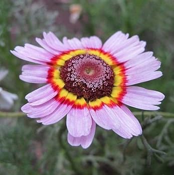 Purple Chrysanthemum Carinatum Flower Seeds for Planting – Heirloom Non-GMO, High Germination Organic Garden Seeds