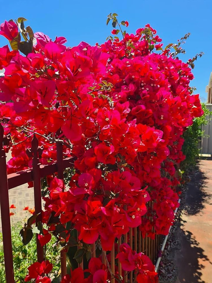 Burgundy Bougainvillea Flower Seeds for Planting – Compact Growth, Heirloom & Non-GMO Seeds for Home Garden