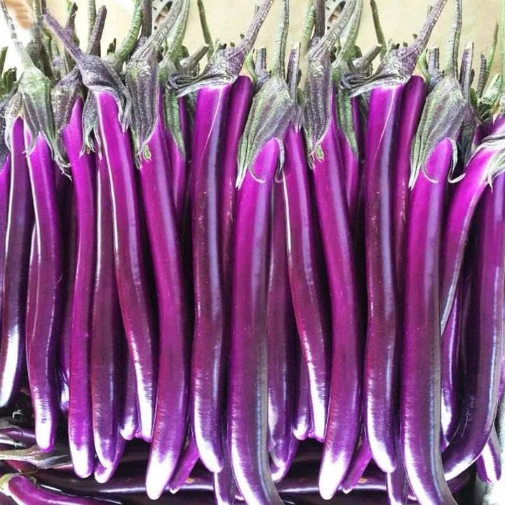 Purple Eggplant fruit seeds for planting - Heirloom & Non-GMO Garden seeds
